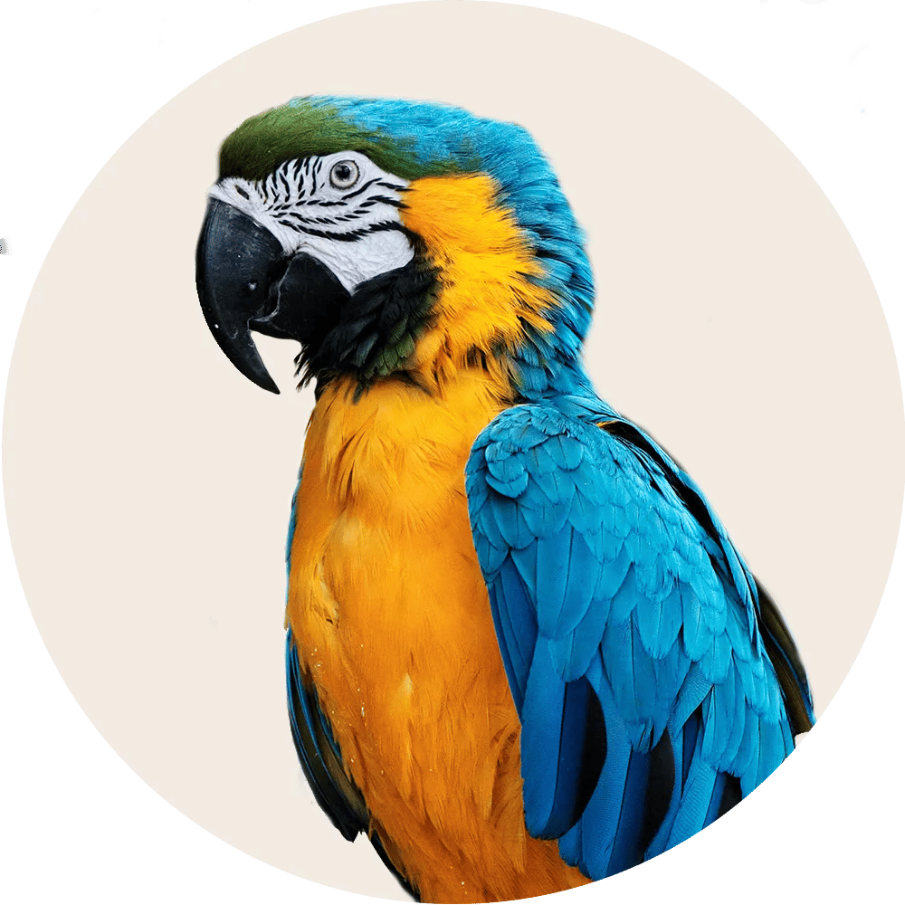 Productos para Aves