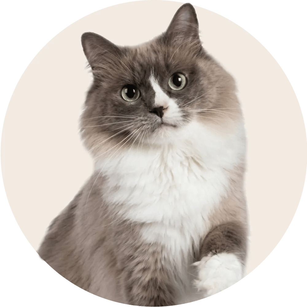 Productos para Gato