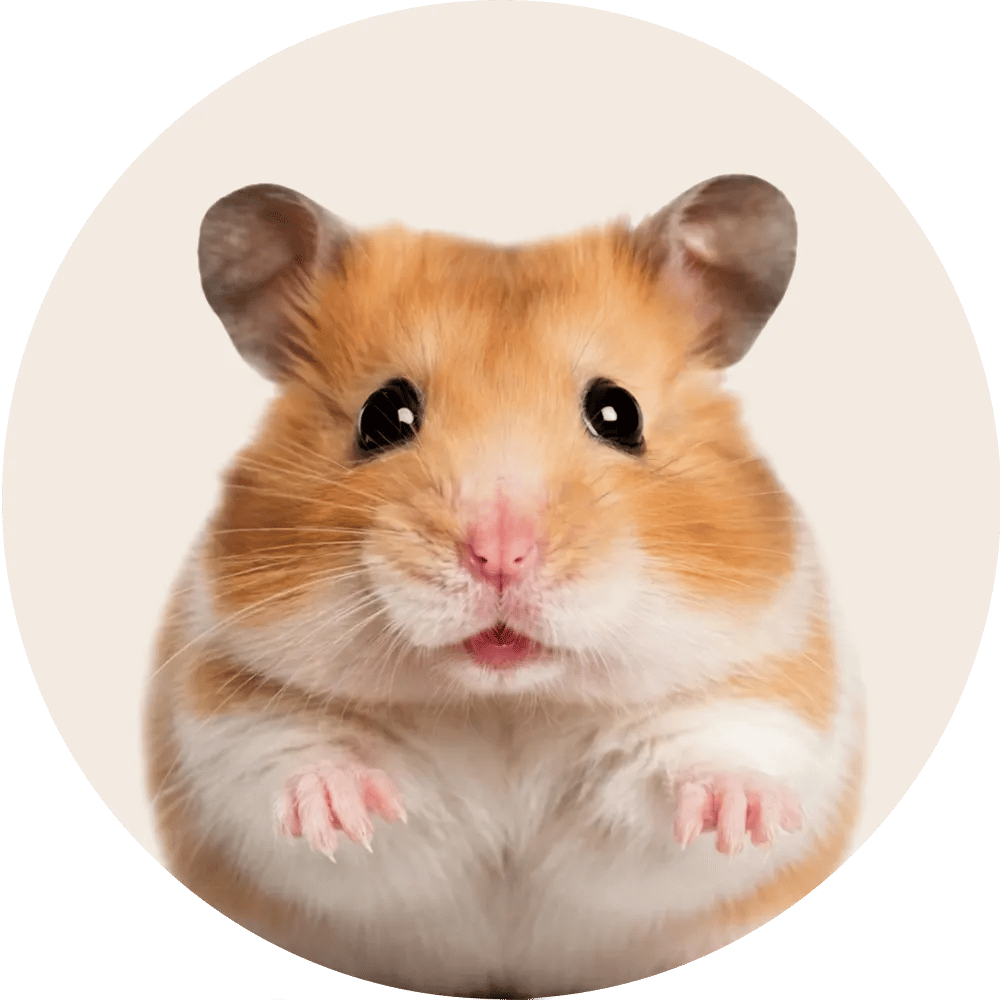 Productos para Hamster