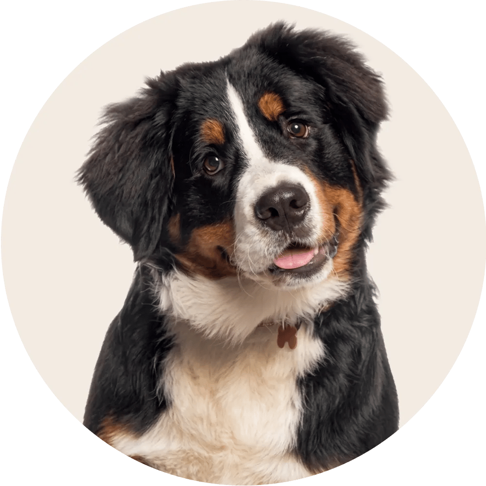 Productos para Perros