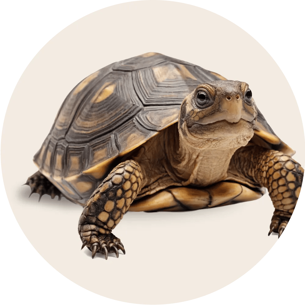 Productos para Tortuga