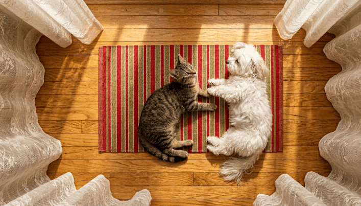 Gato y perro descansando juntos