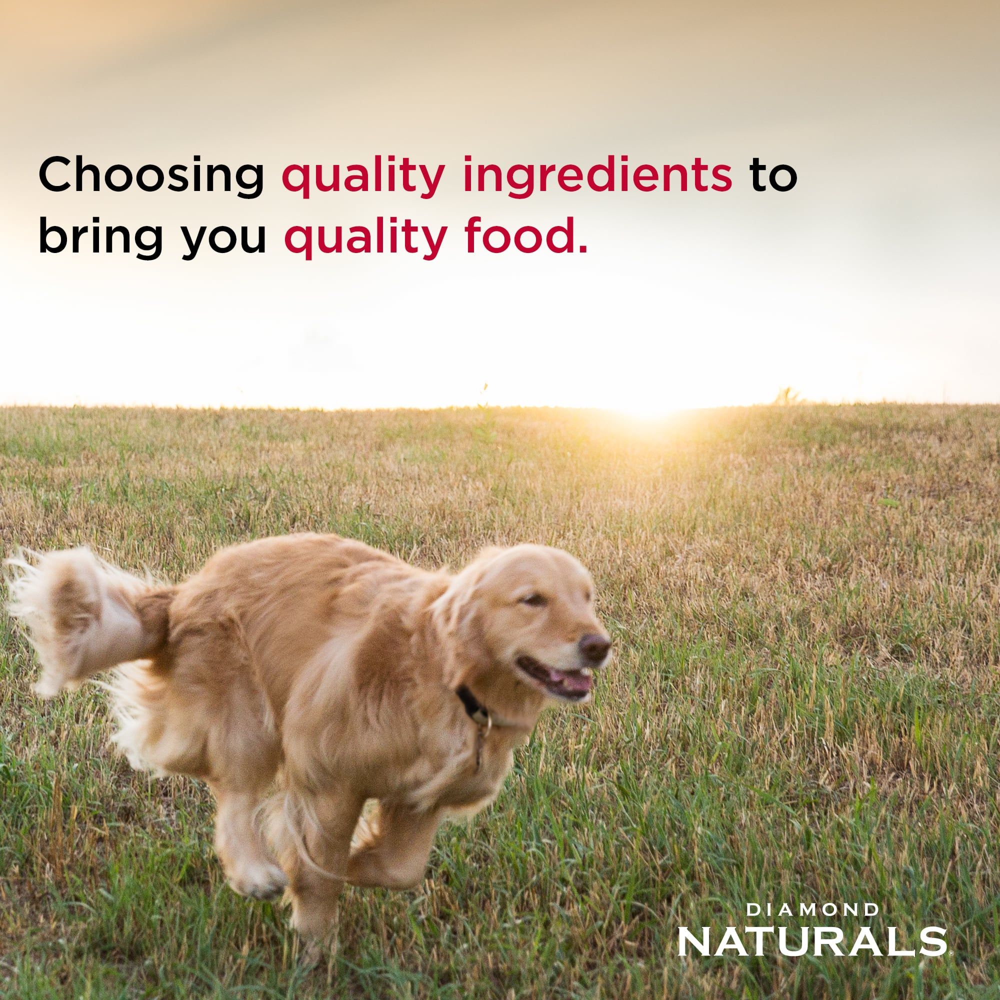 Diamond Naturals Alimento 7,5 kg para Perros Adultos de Raza Pequeña - Sabor Cordero y Arroz  - Miniatura 3