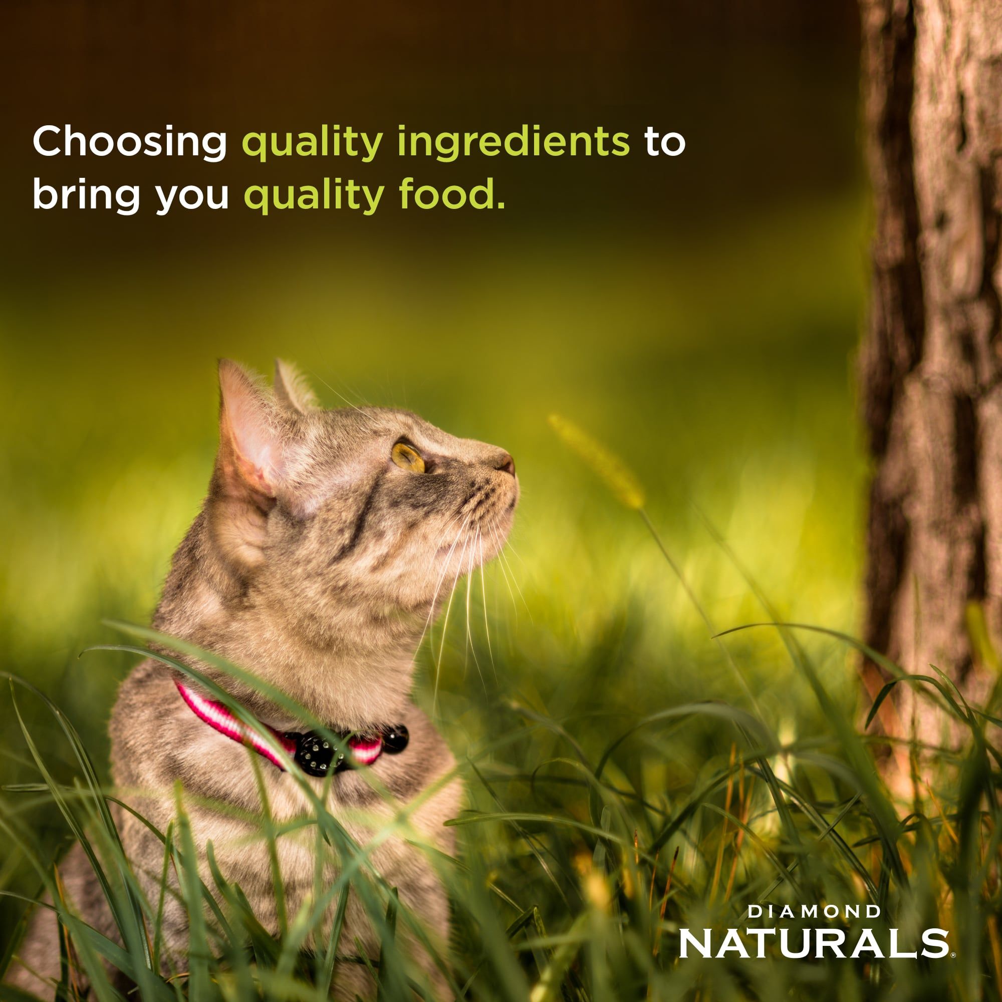 Diamond Naturals Alimento 3kg para Gatitos y Gatas en Lactancia Pollo y Arroz  - Miniatura 5