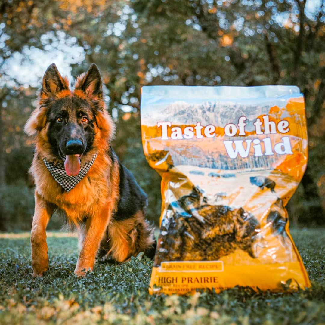 Taste of the Wild High Prairie Canine 12,2 Kg - Alimento Completo para Perros con Bisonte y Venado - Miniatura 3